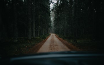 Backroad Surrounded by Forest