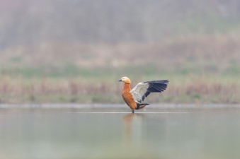 Duck Landing on Pond