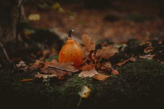 Pumpkin on Ground